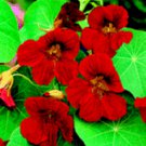 SCARLET RED NASTURTIUM FLOWER 35 SEEDS