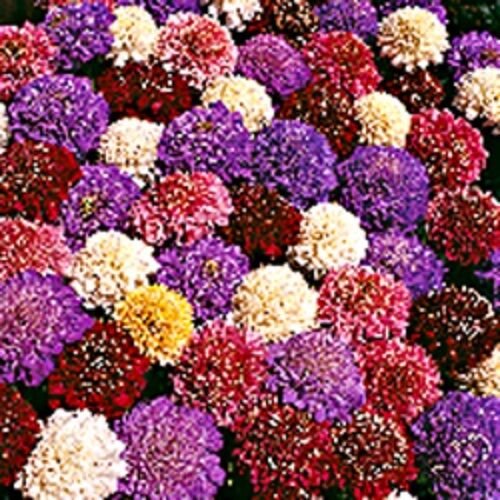 SCABIOSA PINCUSHION CUTBRITE MIX (7 COLORS) PERENNIAL FLOWER 30 SEEDS