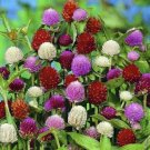 GOMPHRENA AUDRAY MIX FLOWER 40 SEEDS