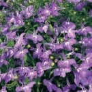 LOBELIA REGATTA LILAC TRAILING PERENNIAL FLOWER 50 SEEDS