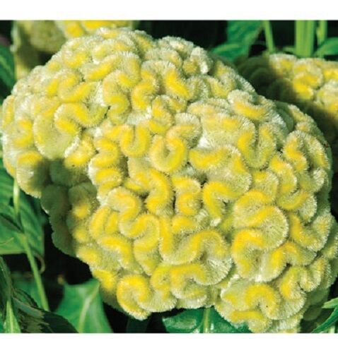 YELLOW LIME COCKSCOMB / CELOSIA FLOWER 30 SEEDS