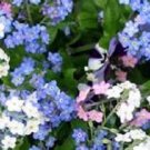 WHITE, BLUE AND ROSE FORGET-ME-NOT MIXED FLOWER 60 SEEDS