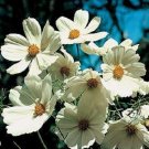 COSMOS "PURITY' WHITE" FLOWER 50 SEEDS