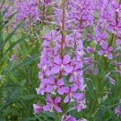 EPILOBIUM FLEISCHERI FIREWEED PERENNIAL GROUND COVER FLOWER 40 SEEDS