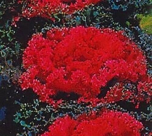 REDBAR RED FLOWERING KALE FLOWER 30 SEEDS
