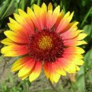 GAILLARDIA ARISTATA TORCHLIGHT FLOWER 30 SEEDS