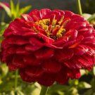 GIANT RED ZINNIA FLOWER 35 SEEDS