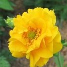 EXTRA LARGE YELLOW LADY STRANTHEDEN GEUM FLOWER 50 SEEDS