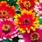 CARROUSEL MIX ZINNIA FLOWER 50 SEEDS