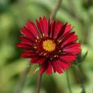 GAILLARDIA PLUME RED FLOWER 30 SEEDS