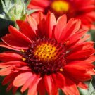 GAILLARDIA RED ARIZONA FLOWER 30 SEEDS