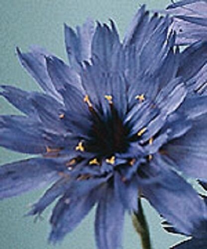 BLUE CATANANCHE CUPID'S DART FLOWER 30 SEEDS