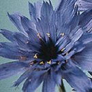 BLUE CATANANCHE CUPID'S DART FLOWER 30 SEEDS