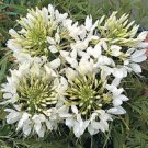 GIANT WHITE QUEEN CLEOME/SPIDER FLOWER 50 SEEDS