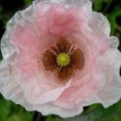 ANGEL CHOIR POPPY FLOWER 50 SEED MIX