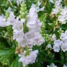 WHITE OBEDIENT PLANT FALSE DRAGON FLOWER 40 SEEDS