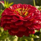 GIANT QUEEN CHERRY RED ZINNIA FLOWER 30 SEEDS