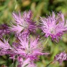 DIANTHUS PURPLE SUPERBUS CARNATION FLOWER 30 SEEDS