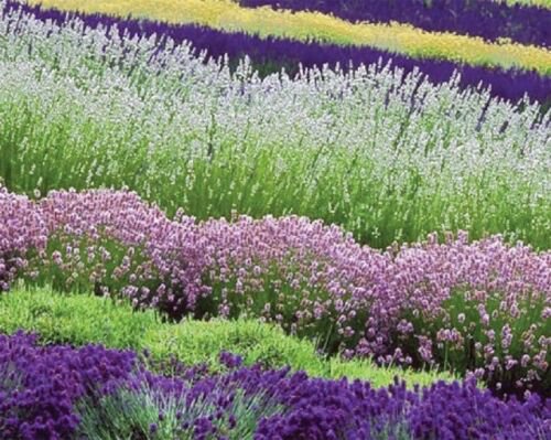 WHITE, RED & PURPLE LAVENDER MIX FLOWER 30 SEEDS
