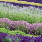 WHITE, RED & PURPLE LAVENDER MIX FLOWER 30 SEEDS