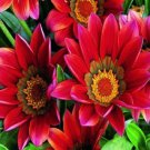 GAZANIA KISS MAHOGANY FLOWER 30 SEEDS