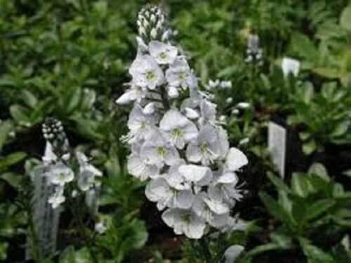 PURE WHITE VERONICA SPEEDWEL) PERENNIAL FLOWER 50 SEEDS