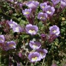 ANTIRRHINUM LAVENDER BI-COLOR SNAPDRAGON FLOWER 30 SEEDS
