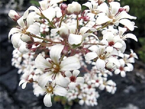 PURE WHITE SAXIFRAGA "SPRING SNOW" FLOWER 75 SEEDS