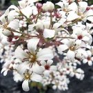 PURE WHITE SAXIFRAGA "SPRING SNOW" FLOWER 75 SEEDS