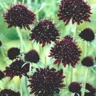 ACE OF SPADES BLACK PINCUSHION SCABIOSA FLOWER 35 SEEDS