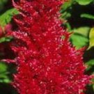 CELOSIA PLUMED RED FLAMINGO / SELF-SEEDING ANNUAL FLOWER 40 SEEDS