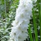 GIANT PURE WHITE DELPHINIUM FLOWER 25 SEEDS