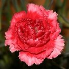 ROSE / RED CARNATION FLOWER 30 SEEDS