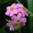 RARE ROSE FORGET-ME-NOT  FLOWER 50 SEEDS