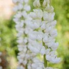WHITE RUSSELL HYBRIDS LUPINUS FLOWER 40 SEEDS