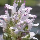 THYMUS SERPYLLUM MAGIC CARPET THYME FLOWER 50 SEEDS