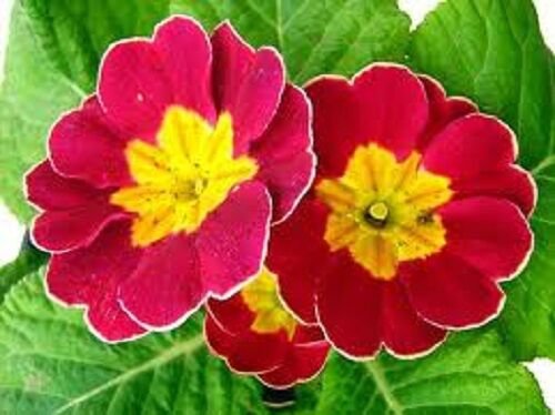 CARLET RUFFLED PRIMROSE FLOWER 15 SEEDS
