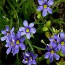 BLUE-EYED GRASS SISYRINCHIUM FLOWER 30 SEEDS