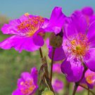CISTANTHE GRANDIFLORA "BRIGHTNESS" SILKY PERENNIAL FLOWER 30 SEEDS