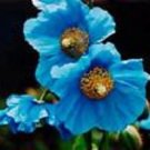 HIMILAYAN BLUE POPPY FLOWER 5 SEEDS