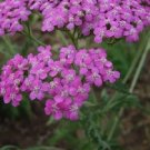 LILAC COLOR ACHILLEA / YARROW FLOWER 50 SEEDS