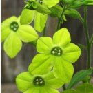 GREEN NICOTIANA FRAGRANT FLOWER 50 SEEDS