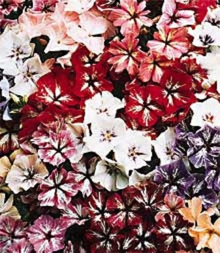 STARRY EYES PHLOX MIX FLOWER 30 SEEDS