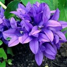 CAMPANULA BLUE CANTERBURY BELLS PERENNIAL FLOWER5 50 SEEDS