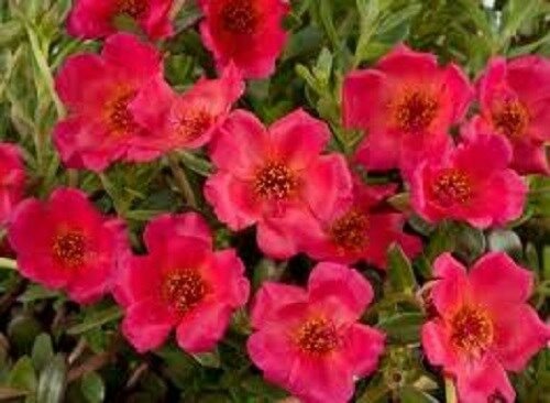 PURSLANE ROCK RUBY TUESDAY FLOWER 35 SEEDS