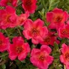 PURSLANE ROCK RUBY TUESDAY FLOWER 35 SEEDS