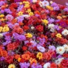MOSS ROSE SUNDIAL MIX PORTULACA ANNUAL SUCCULENT GROUNDCOVER FLOWER 75 SEEDS