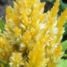 CELOSIA PLUMED FRESH LOOK YELLOW / SELF-SEEDING ANNUAL FLOWER 40 SEEDS