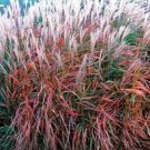 MISCANTHUS FLAME GRASS ORNAMENTAL GRASS 30 SEEDS