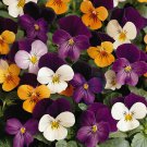 PANSY VIOLA BAMBINI MIXED 60 Seeds